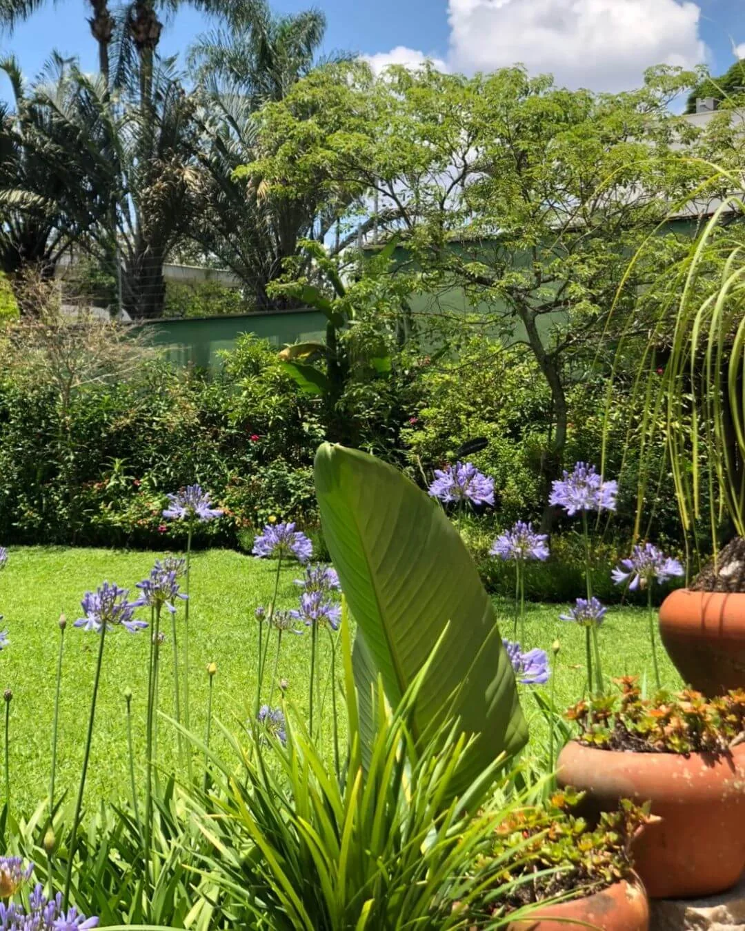 Jardim florido com espécies ornamentais